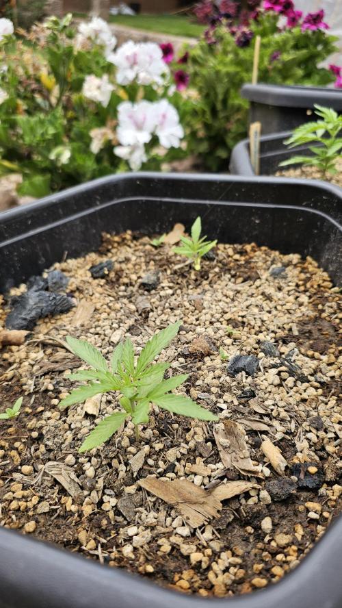 High Altitude Outdoor Kush and Friends. Week 4