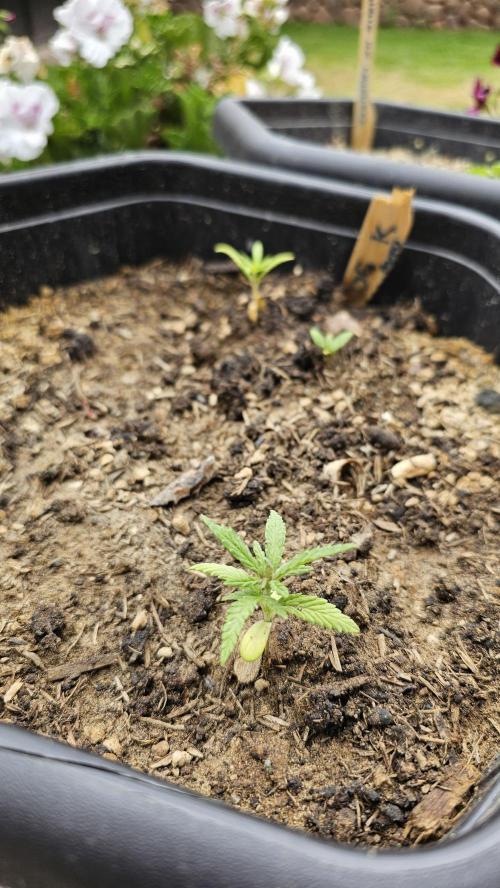 High Altitude Outdoor Kush and Friends. Week 4