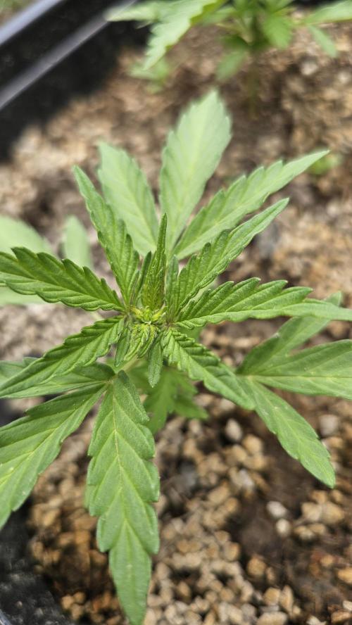 High Altitude Outdoor Kush and Friends. Week 4