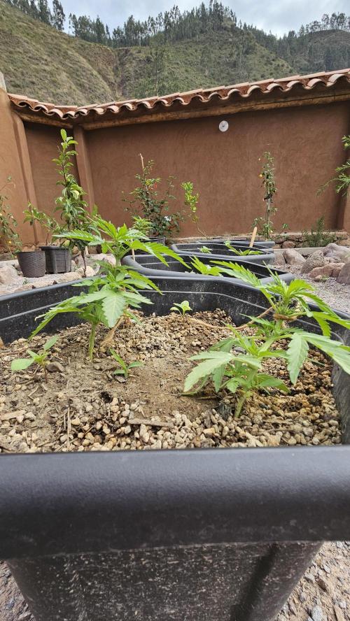 High Altitude Outdoor Kush and Friends. Week 5