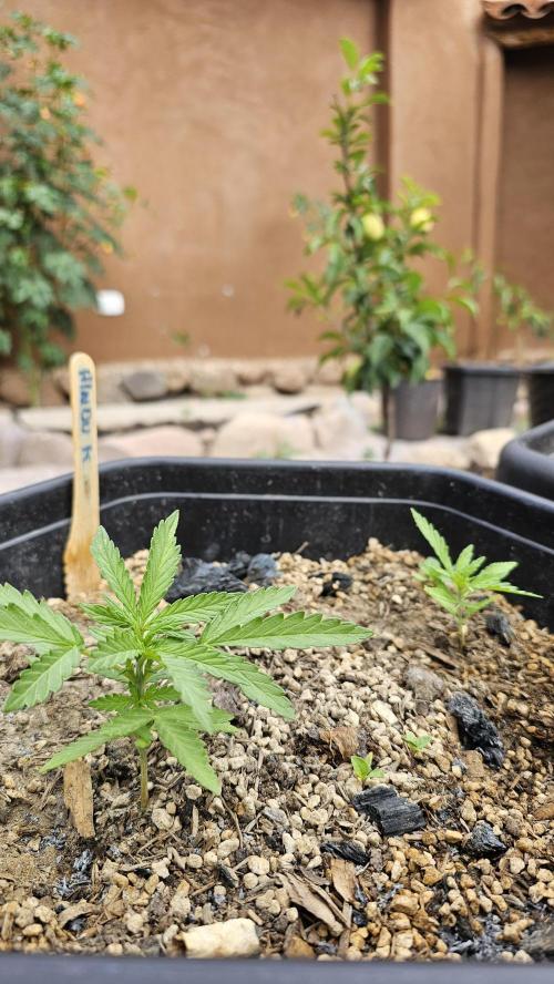 High Altitude Outdoor Kush and Friends. Week 5