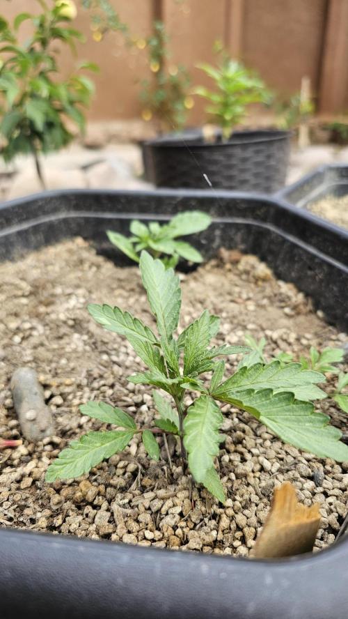 High Altitude Outdoor Kush and Friends. Week 5