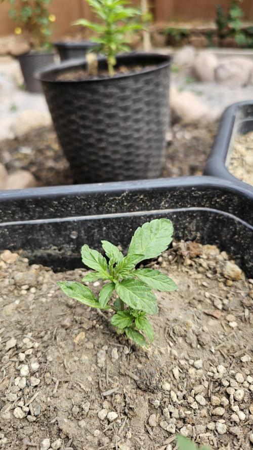 High Altitude Outdoor Kush and Friends. Week 5