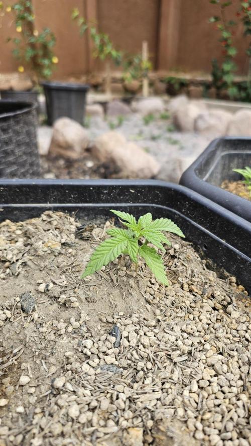 High Altitude Outdoor Kush and Friends. Week 5