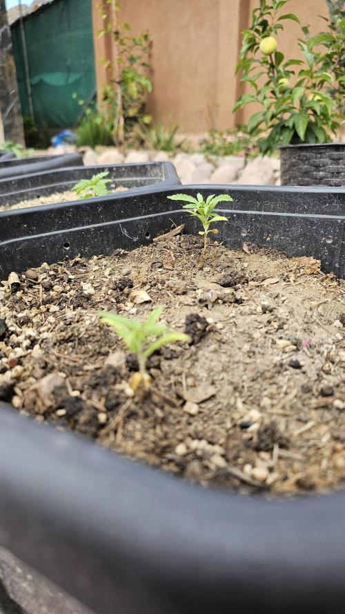 High Altitude Outdoor Kush and Friends. Week 5