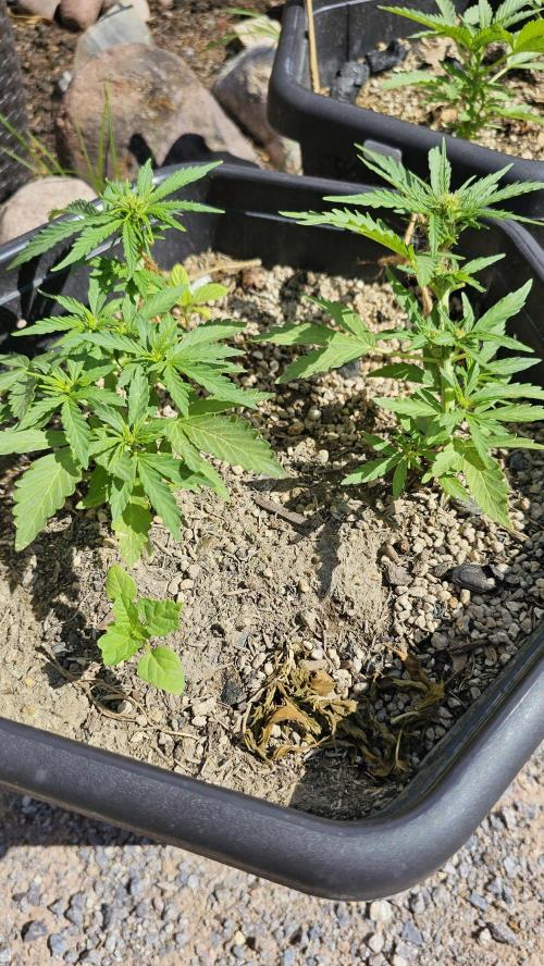 High Altitude Outdoor Kush and Friends. Week 6 - Blueberry