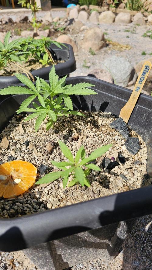 High Altitude Outdoor Kush and Friends. Week 6 - Hindu