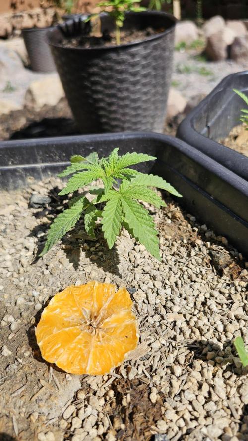 High Altitude Outdoor Kush and Friends. Week 6