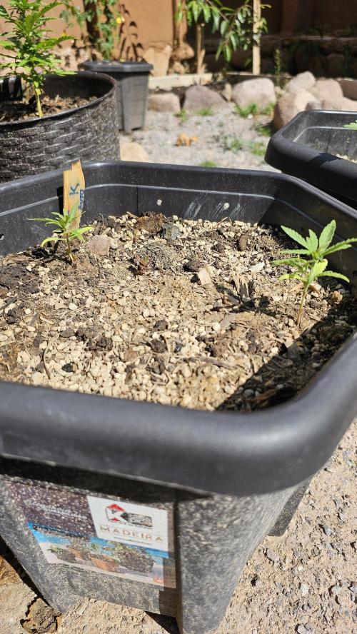 High Altitude Outdoor Kush and Friends. Week 6