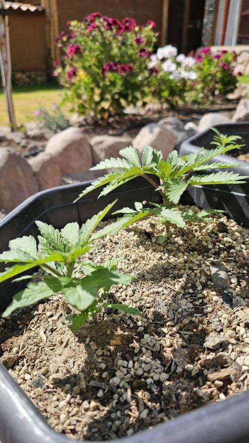 High Altitude Outdoor Kush and Friends. Week 6