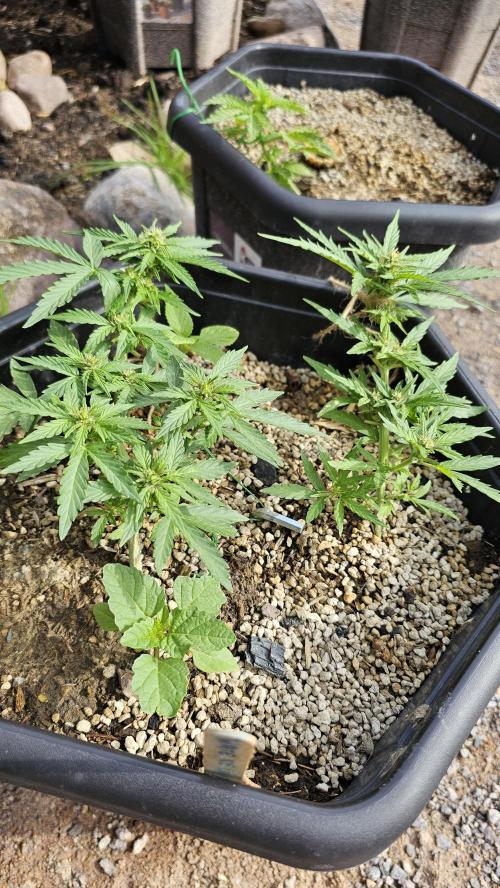 High Altitude Outdoor Kush and Friends. Week 7