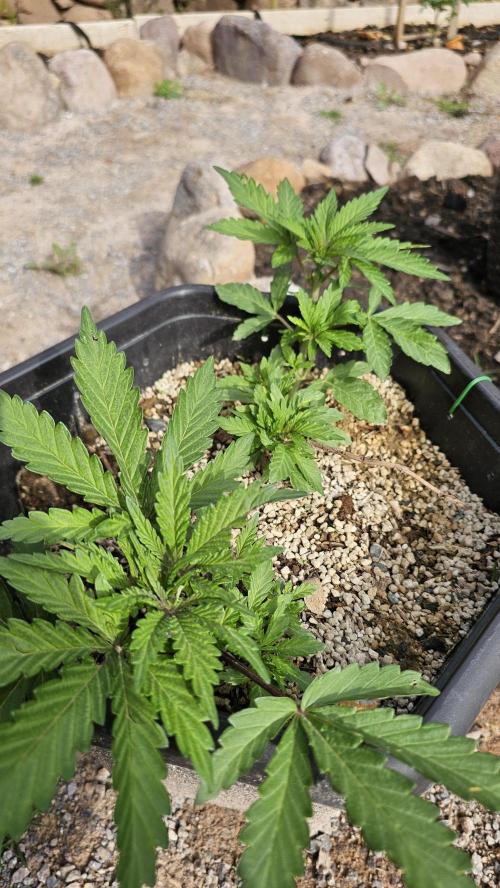 High Altitude Outdoor Kush and Friends. Week 7