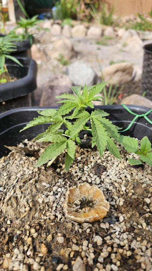 High Altitude Outdoor Kush and Friends. Week 7