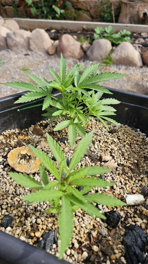 High Altitude Outdoor Kush and Friends. Week 7