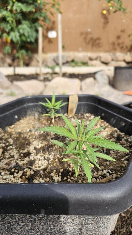 High Altitude Outdoor Kush and Friends. Week 7