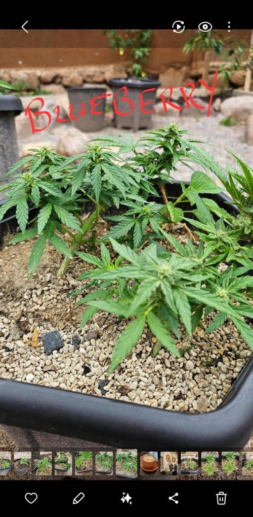 High Altitude Outdoor Kush and Friends. Week 8