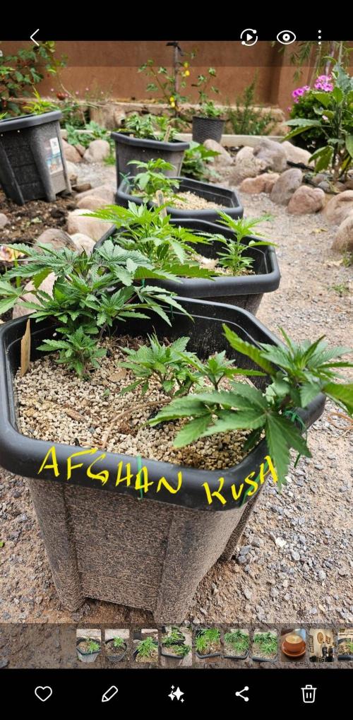 High Altitude Outdoor Kush and Friends. Week 8