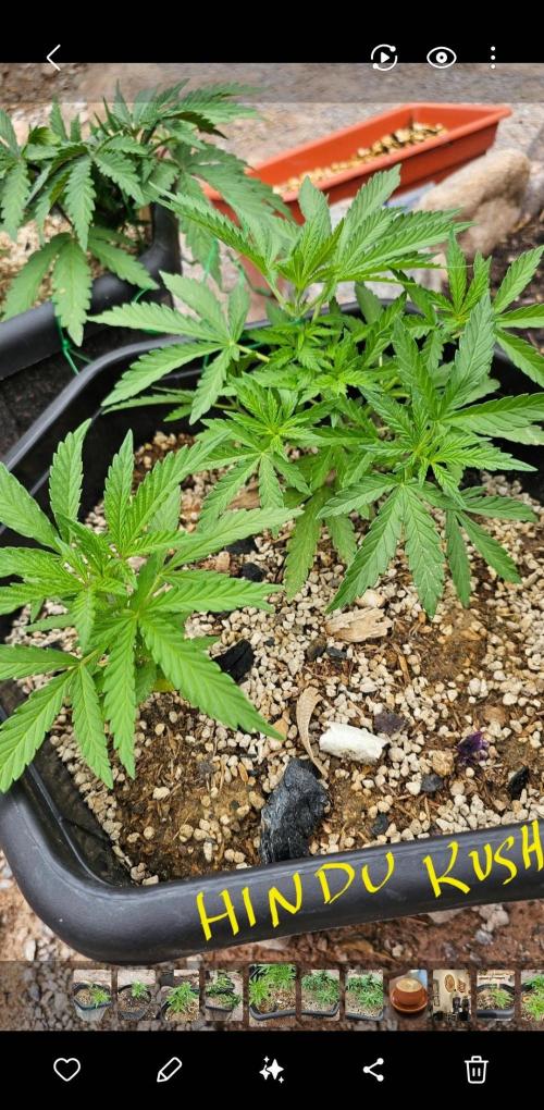 High Altitude Outdoor Kush and Friends. Week 8