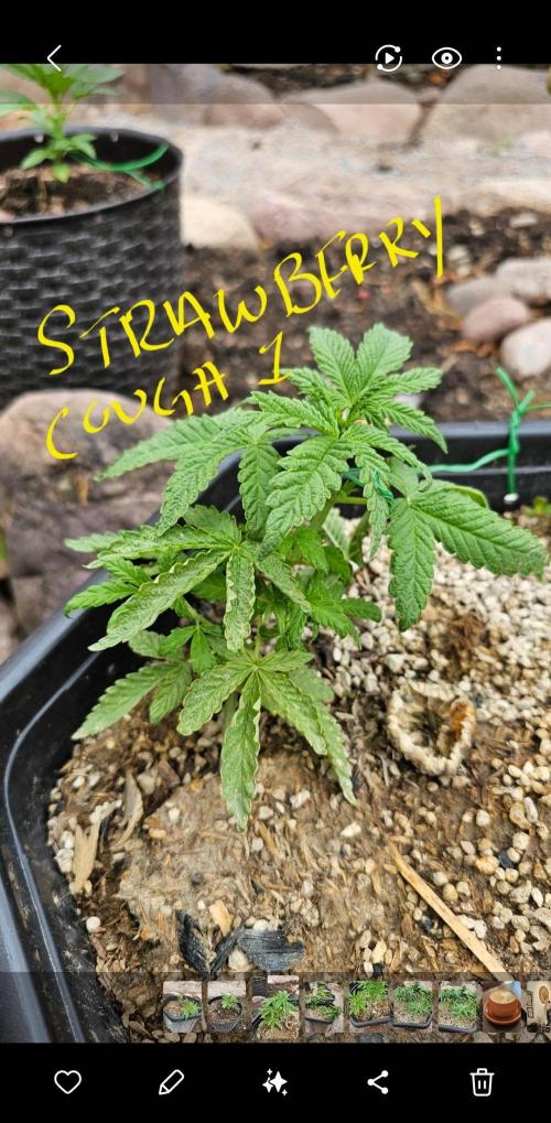 High Altitude Outdoor Kush and Friends. Week 8