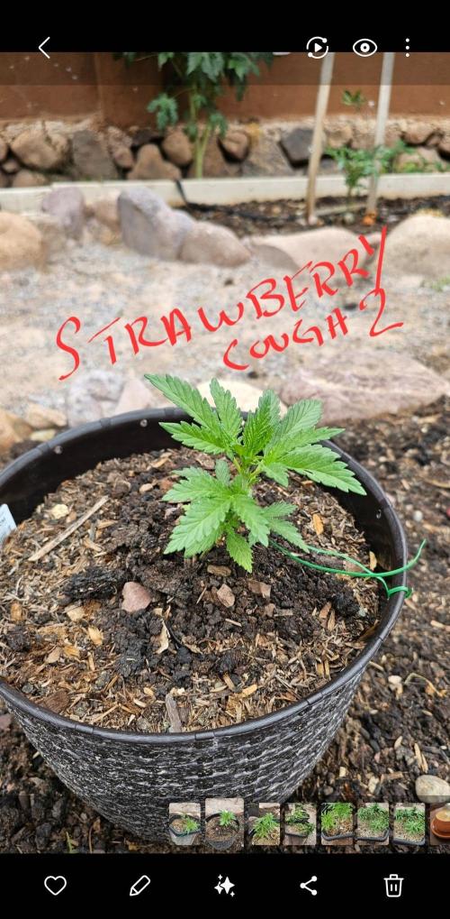 High Altitude Outdoor Kush and Friends. Week 8