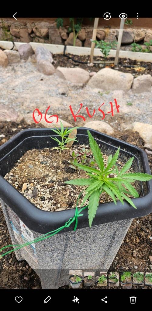 High Altitude Outdoor Kush and Friends. Week 8