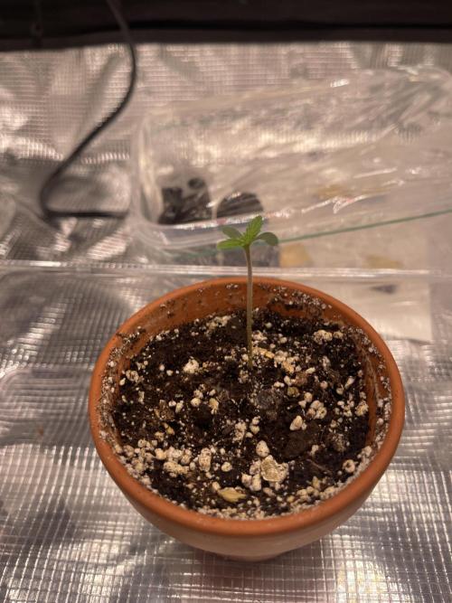 My First Plant. Week 1 - 02.11 Tag 4