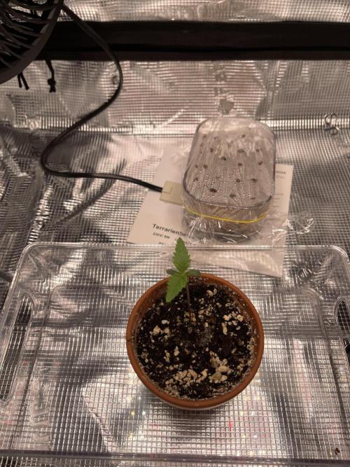 My First Plant. Week 1 - 03.11 Tag 5