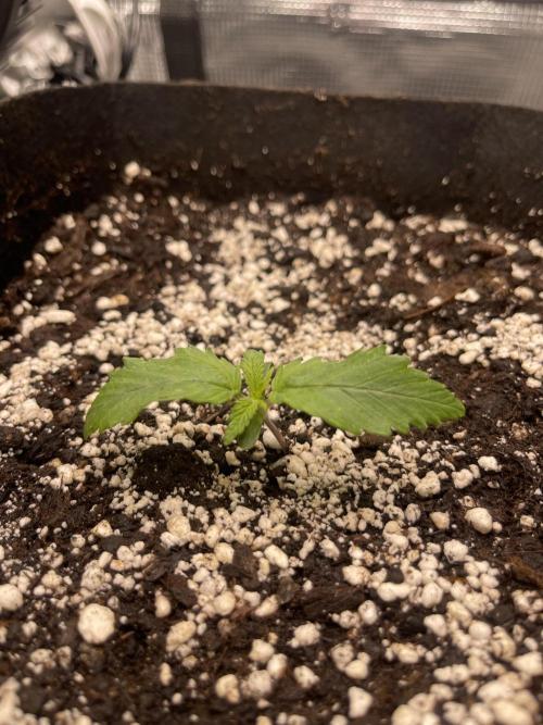 My First Plant. Week 2 - 06.11 