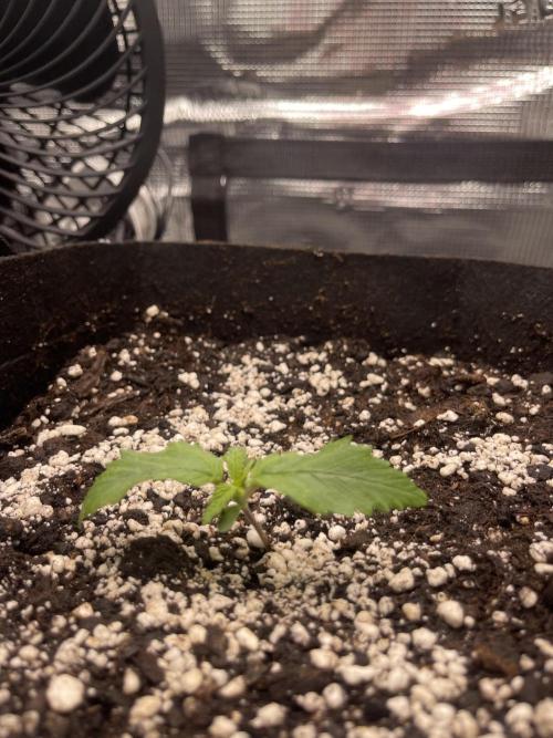 My First Plant. Week 2 - 06.11 