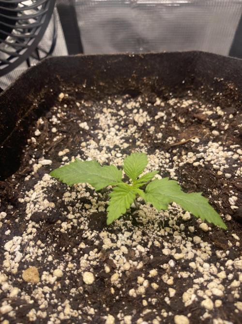 My First Plant. Week 2 - 08.11 