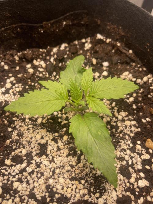 My First Plant. Week 2 - 10.11