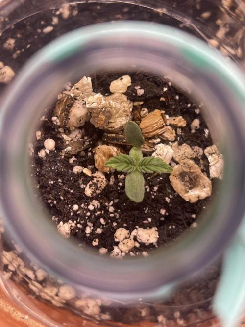 Ein weiterer Anlauf. Week 1