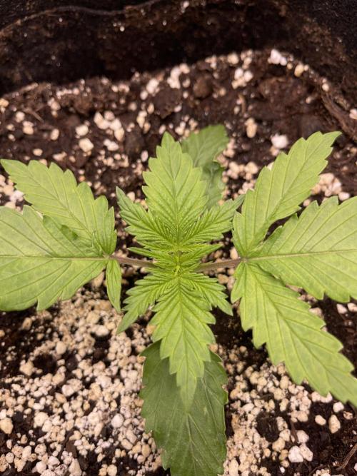 My First Plant. Week 2 - 11.11