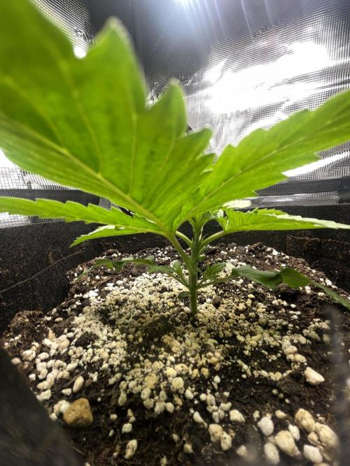 My First Plant. Week 2 - 13.11