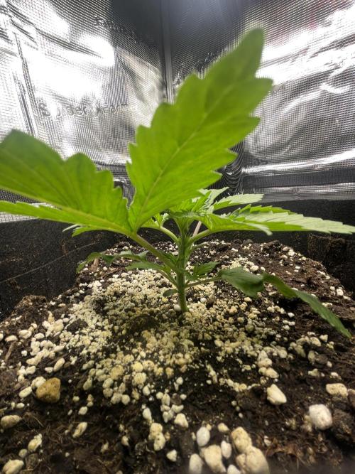 My First Plant. Week 2 - 13.11