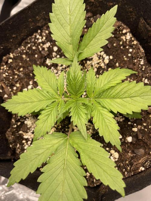 My First Plant. Week 2