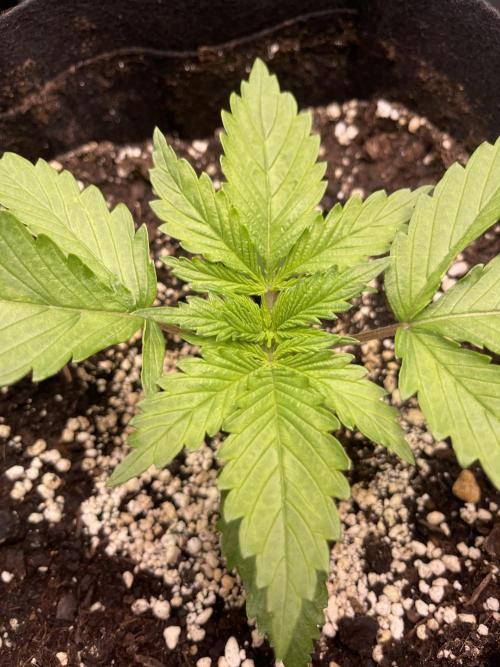 My First Plant. Week 2