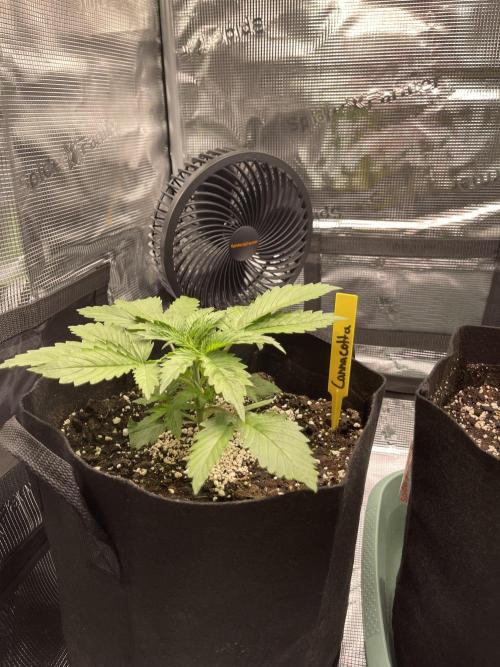 My First Plant. Week 3 - 16.11