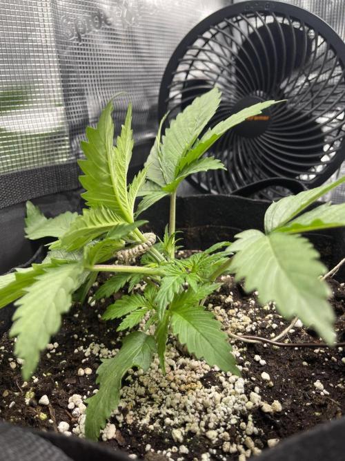 My First Plant. Week 3 - 16.11