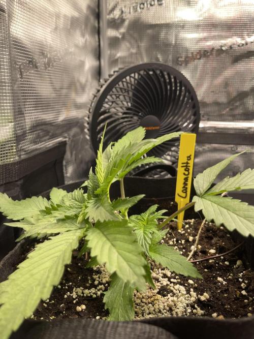 My First Plant. Week 3 - 16.11