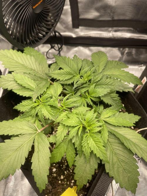 My First Plant. Week 3 - 19.11
