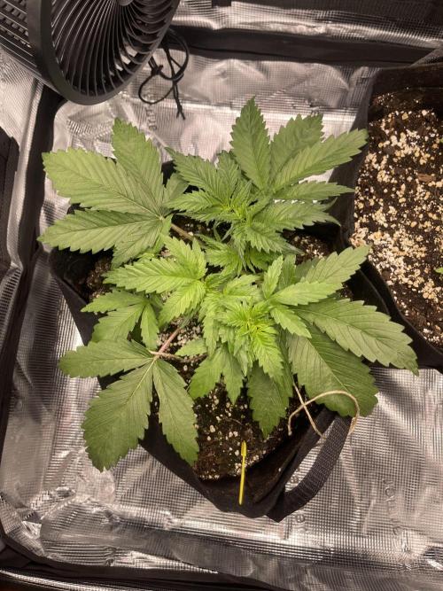 My First Plant. Week 3 - 19.11