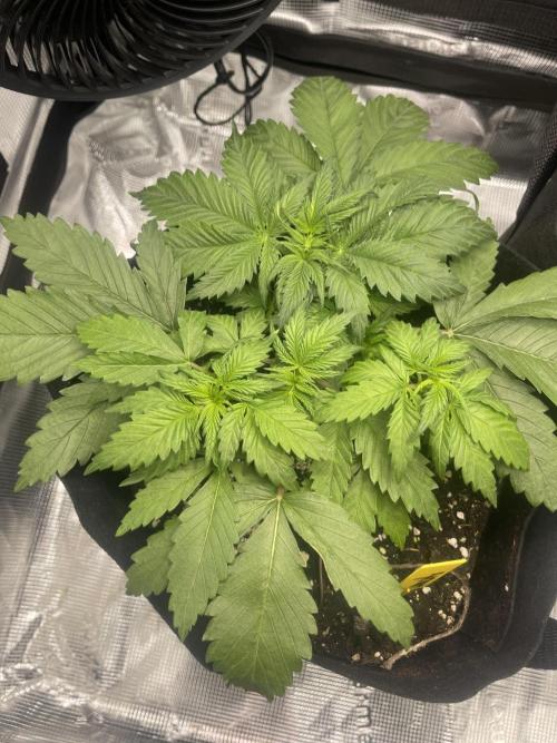 My First Plant. Week 4