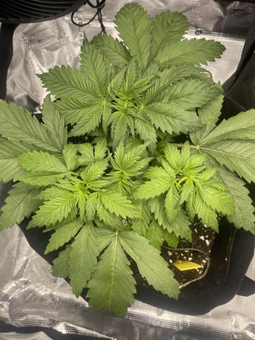 My First Plant. Week 4