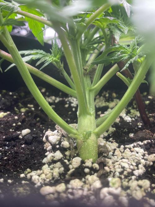 My First Plant. Week 4