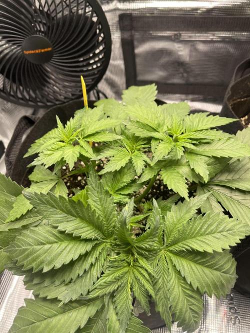 My First Plant. Week 4