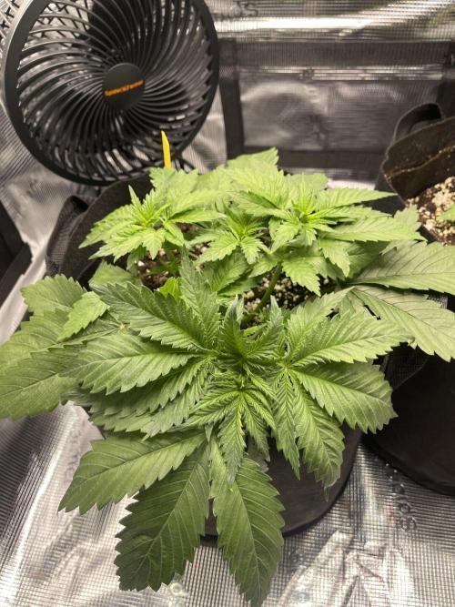 My First Plant. Week 4