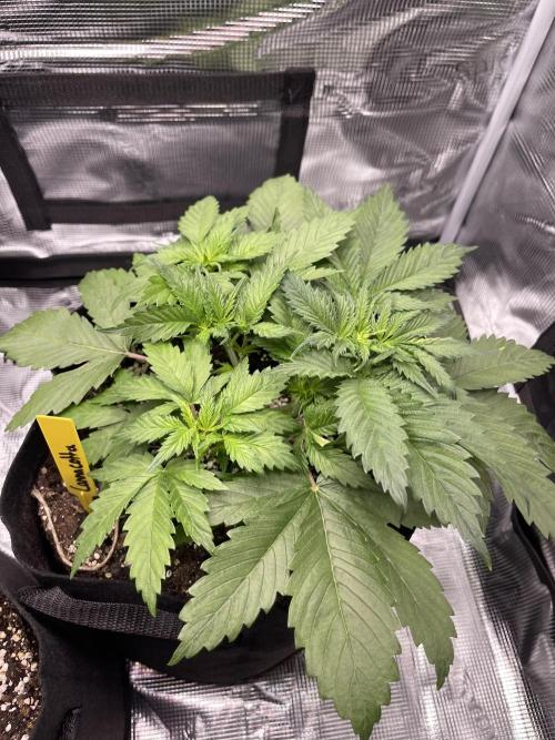 My First Plant. Week 4