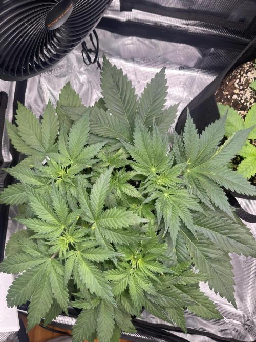 My First Plant. Week 5