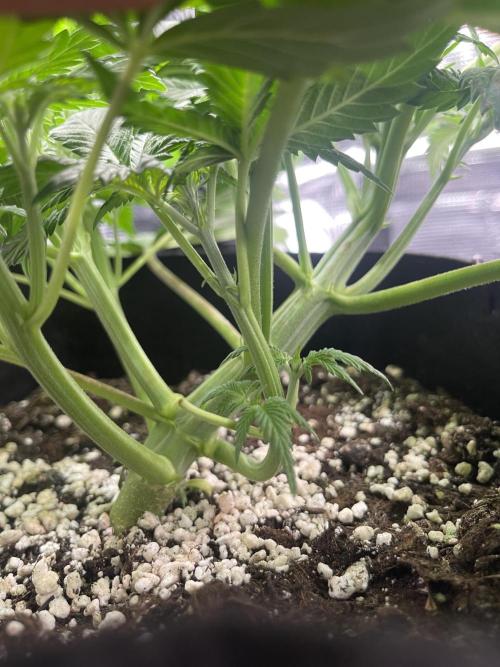 My First Plant. Week 5